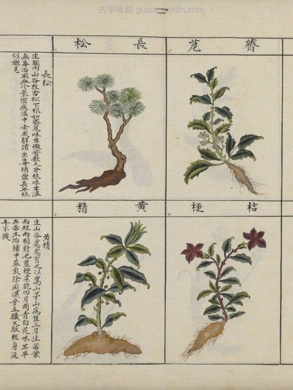 中国药用本草绘本.Traité chinois de botanique médicale.18世纪彩绘本插图