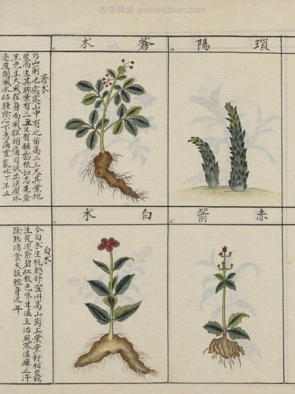 中国药用本草绘本.Traité chinois de botanique médicale.18世纪彩绘本插图