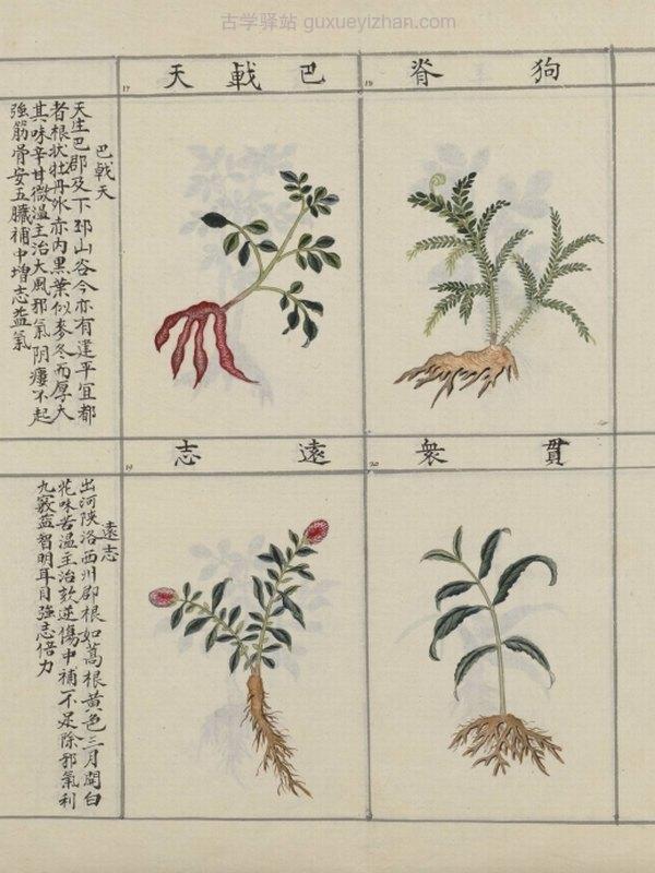 中国药用本草绘本.Traité chinois de botanique médicale.18世纪彩绘本插图